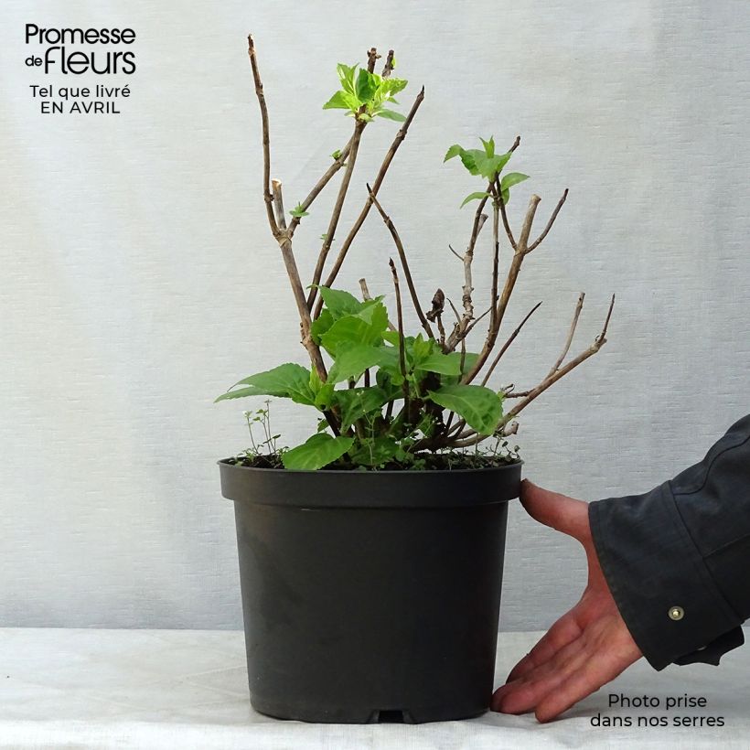Example of Hortensia - Hydrangea macrophylla Black Steel Zebra Pot de 4L/5L as you get in printemps