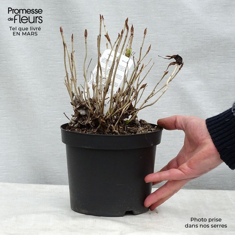 Spécimen de Hortensia - Hydrangea macrophylla Blauer Prinz Pot de 2L/3L tel que livré au printemps