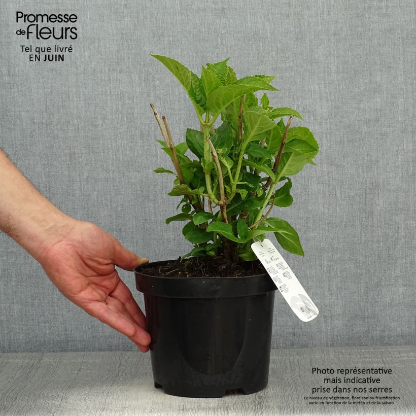 Example of Hortensia - Hydrangea macrophylla Blauer Zwerg Pot de 2L/3L as you get in printemps