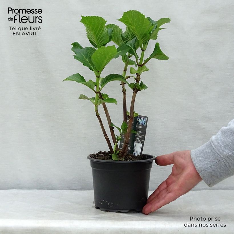 Example of Hortensia - Hydrangea macrophylla Blaumeise Pot de 2L/3L as you get in printemps