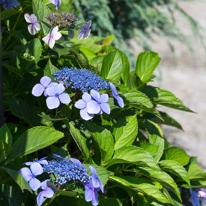 Hortensia - Hydrangea macrophylla Blaumeise (Flowering)