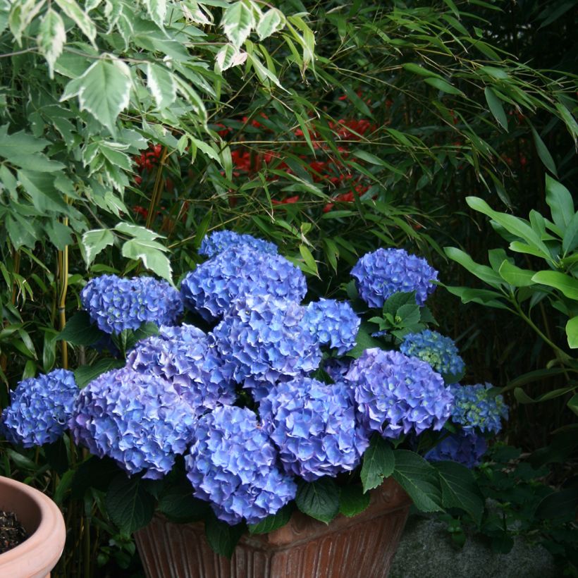 Hortensia - Hydrangea macrophylla Blaumeise (Plant habit)