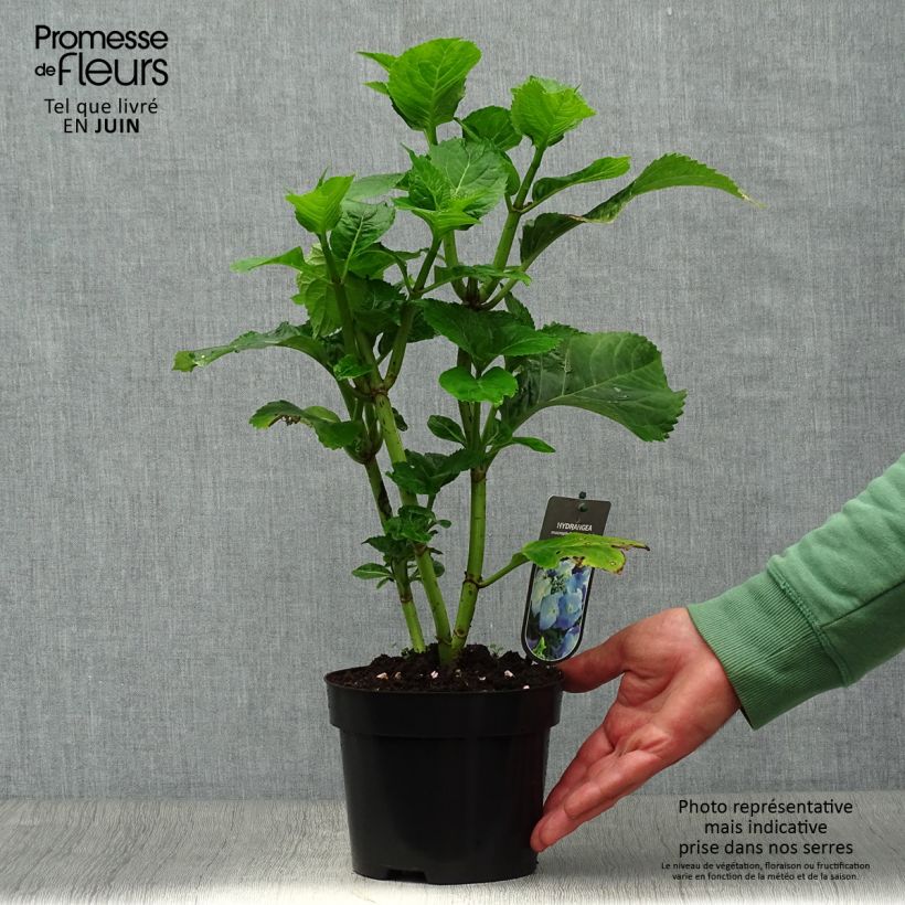 Spécimen de Hortensia - Hydrangea macrophylla Blaumeise Pot de 2L/3L tel que livré en été