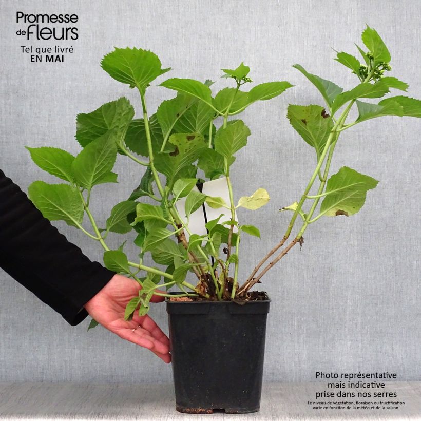 Example of Hortensia - Hydrangea macrophylla Blue Sky Pot de 4L/5L as you get in printemps