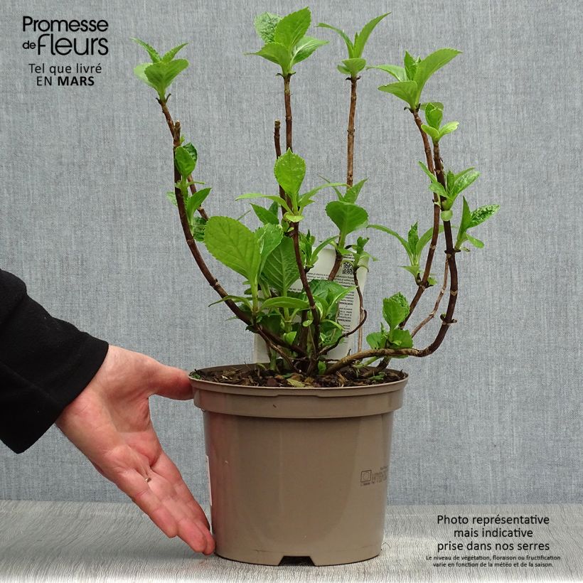 Spécimen de Hortensia - Hydrangea macrophylla Blue wave Pot de 2L/3L tel que livré au printemps