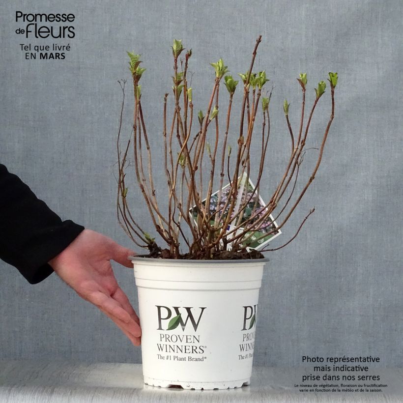 Example of Hortensia - Hydrangea macrophylla Blueberry Cheesecake Pot de 4L/5L as you get in printemps