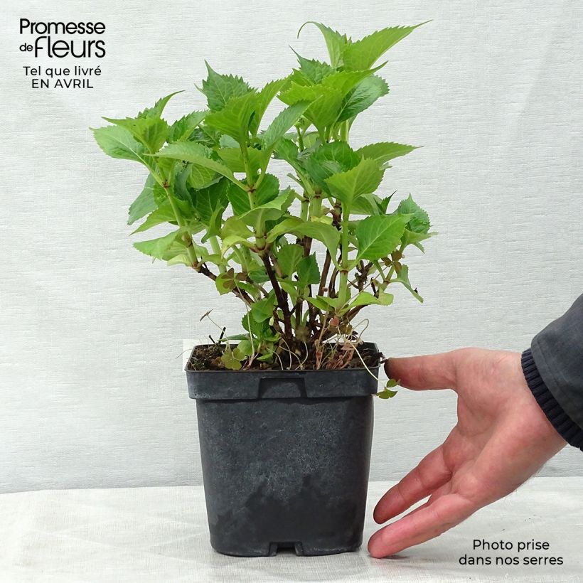 Example of Hortensia - Hydrangea macrophylla Bodensee Pot de 2L/3L as you get in printemps