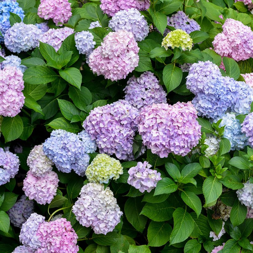 Hortensia - Hydrangea macrophylla Bodensee (Flowering)