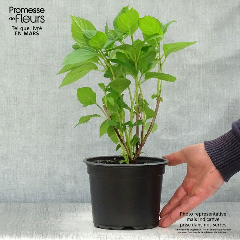 Example of Hortensia - Hydrangea macrophylla Bouquet Rose Pot de 2L/3L as you get in printemps