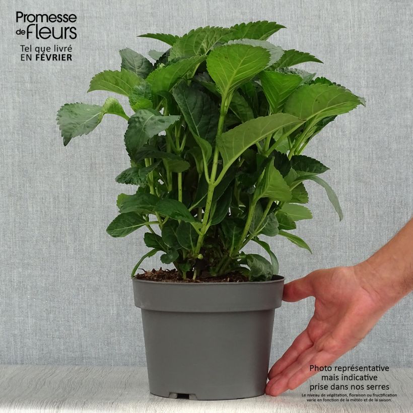 Spécimen de Hortensia - Hydrangea macrophylla Caipirinha Pot de 2L/3L tel que livré en automne