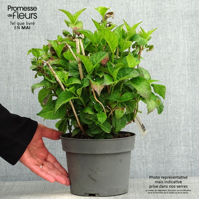 Example of Hortensia - Hydrangea macrophylla Caipirinha Pot de 2L/3L as you get in printemps
