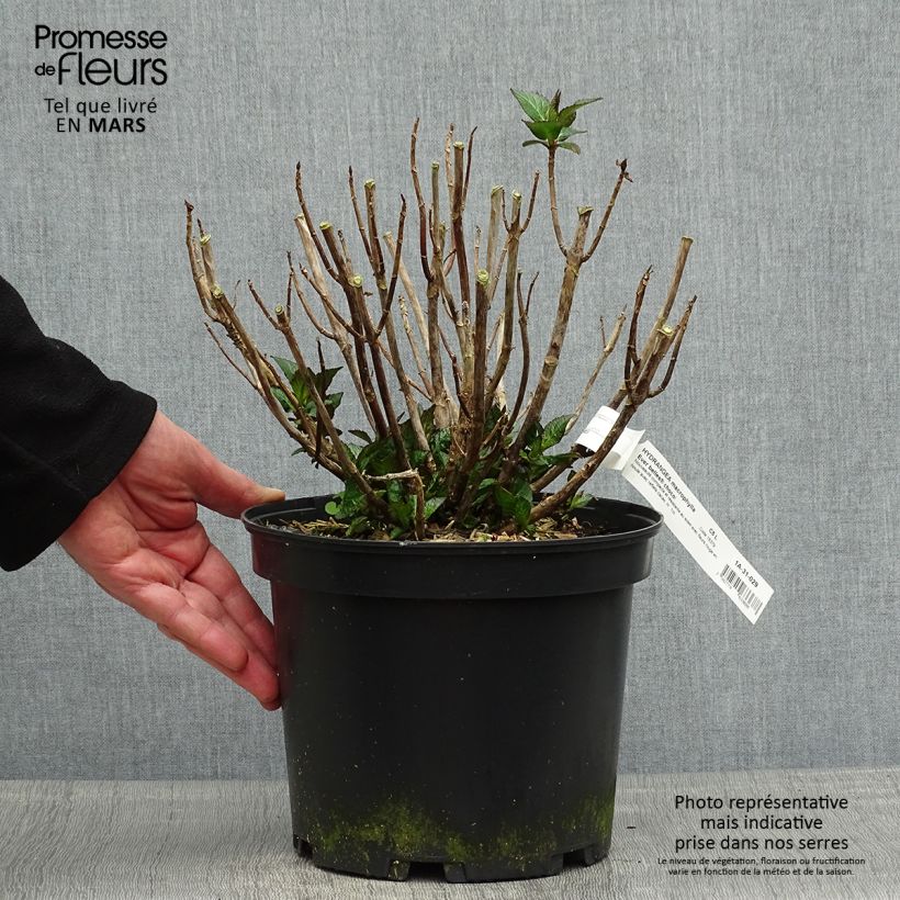 Spécimen de Hortensia - Hydrangea macrophylla Chocolate Ever Belles Hokomachoko Pot de 4L/5L tel que livré au printemps