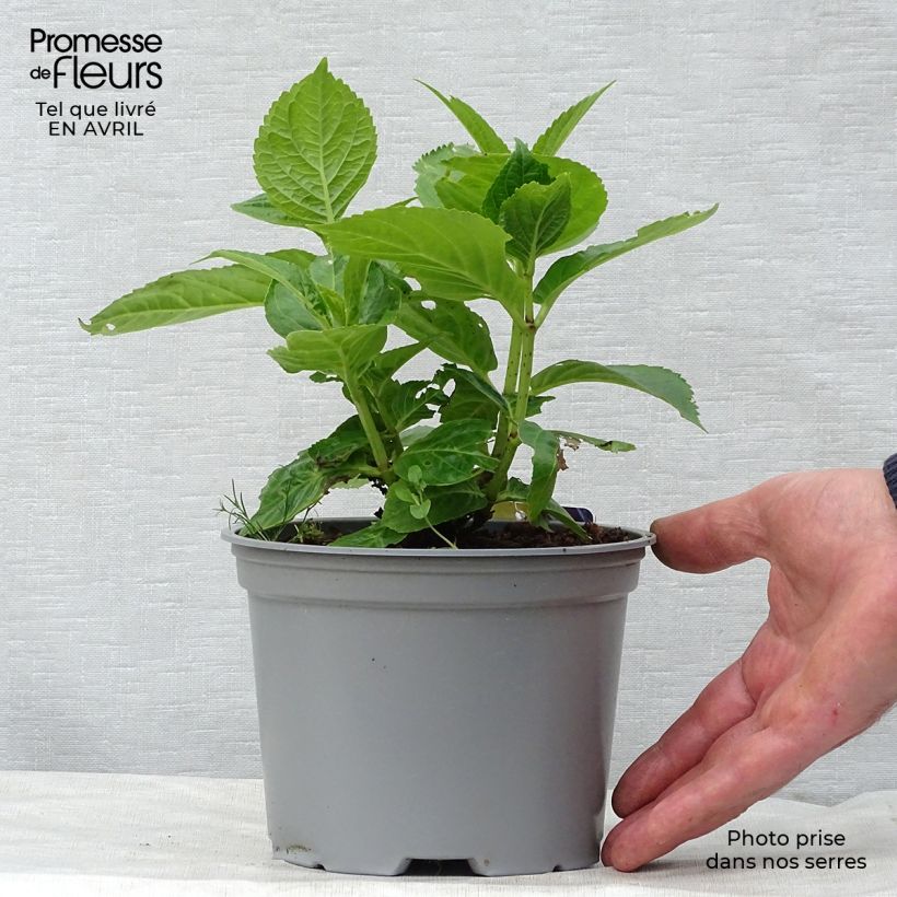 Example of Hortensia - Hydrangea macrophylla Curly Sparkle Blue Pot de 2L/3L as you get in printemps