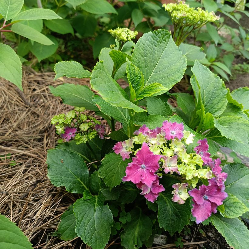 Hortensia - Hydrangea macrophylla Curly Sparkle Red (Plant habit)