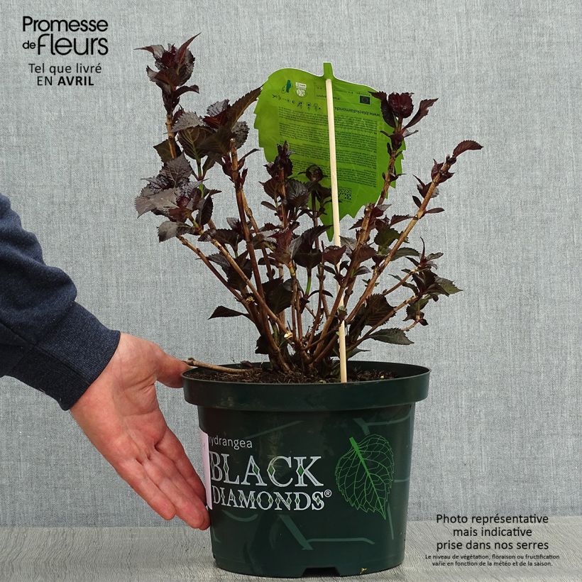Spécimen de Hortensia - Hydrangea macrophylla Dark Angel Purple (Black Diamonds) Pot de 2L/3L tel que livré au printemps