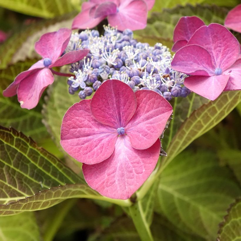 Hortensia - Hydrangea macrophylla Dark Angel Purple (Black Diamonds) (Floraison)