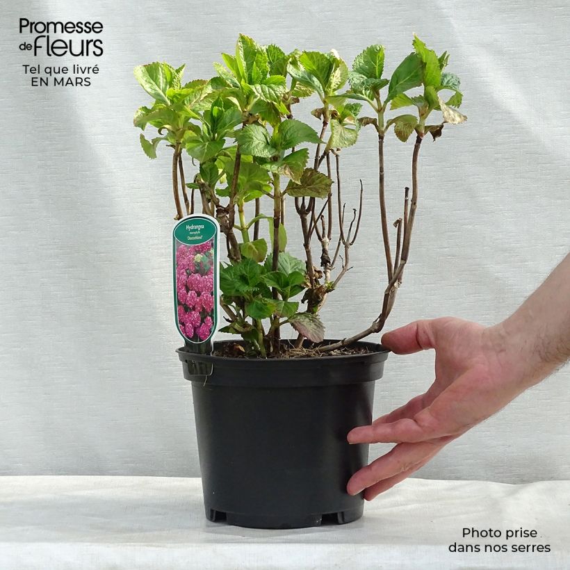 Spécimen de Hortensia - Hydrangea macrophylla Deutschland Pot de 2L/3L tel que livré au printemps