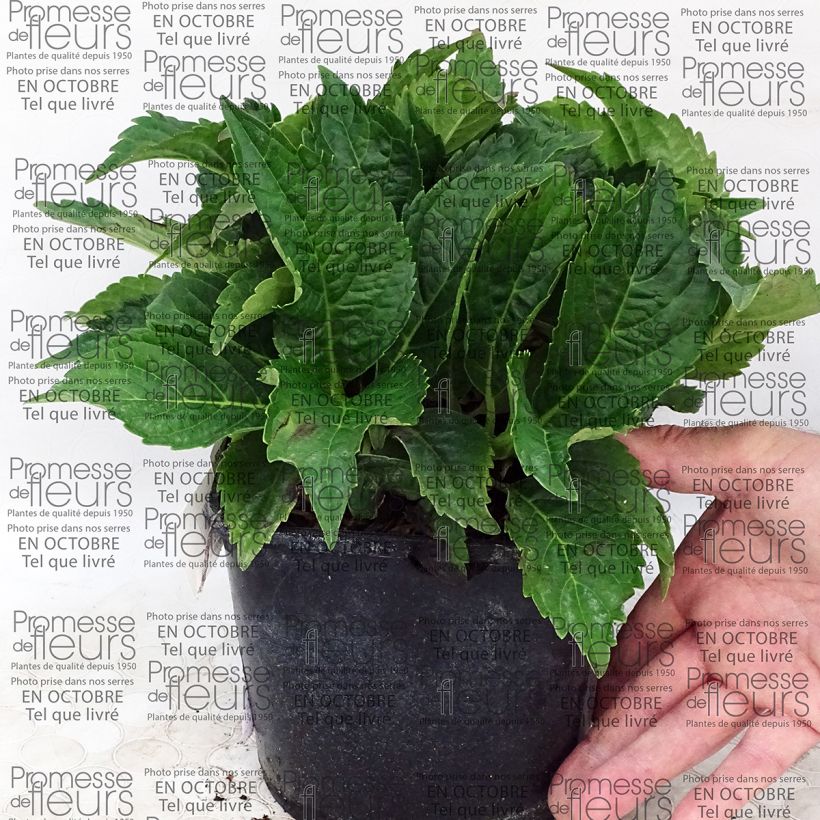 Exemple de spécimen de Hortensia - Hydrangea macrophylla Dolce Farfalle Pot de 2L/3L tel que livré