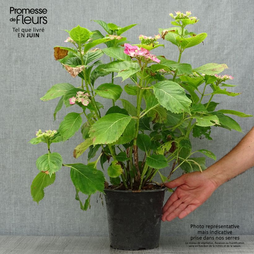 Spécimen de Hortensia - Hydrangea macrophylla Dolce Fragola Pot de 4L/5L tel que livré en été