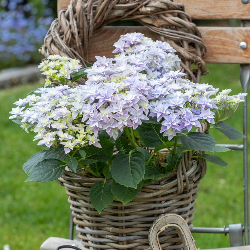 Hortensia - Hydrangea macrophylla Double Dutch Blue (Plant habit)