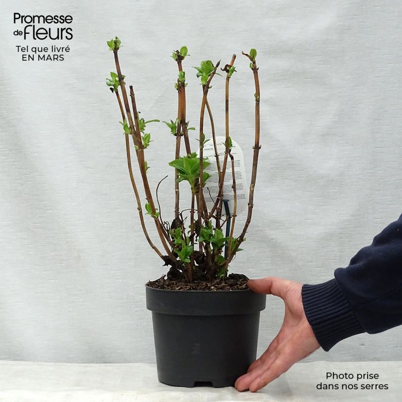Example of Hortensia - Hydrangea macrophylla Early Blue Pot de 2L/3L as you get in printemps