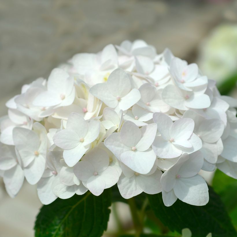Hortensia - Hydrangea macrophylla Endless Summer The Bride (Flowering)