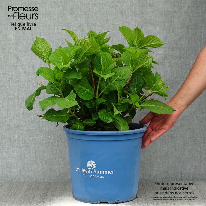 Example of Hortensia - Hydrangea macrophylla Endless Summer The Original (Rose) Pot de 12L/15L as you get in printemps