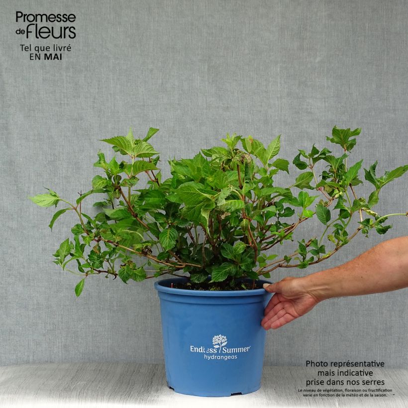 Example of Hortensia - Hydrangea macrophylla Endless Summer Twist and Shout Pot de 12L/15L as you get in printemps