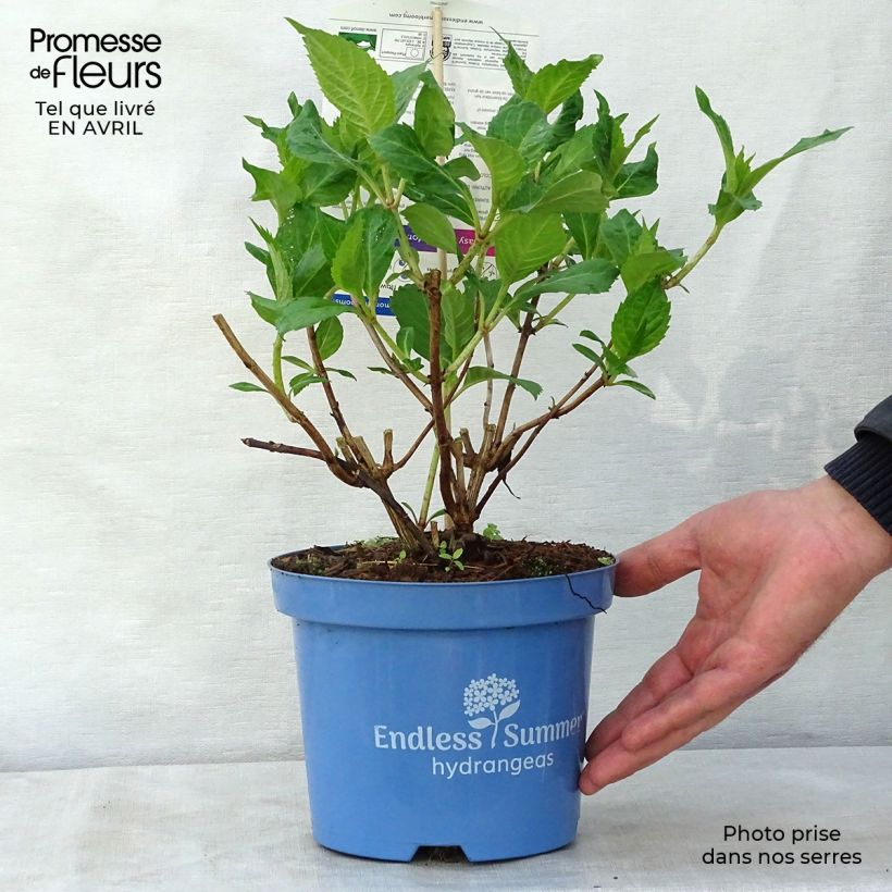 Example of Hortensia - Hydrangea macrophylla Endless Summer Twist and Shout Pot de 2L/3L as you get in printemps