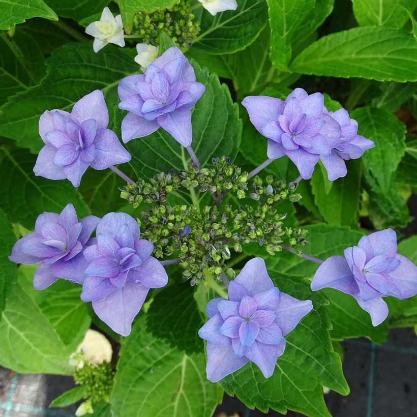 Hortensia - Hydrangea macrophylla Etoile Violette (Flowering)