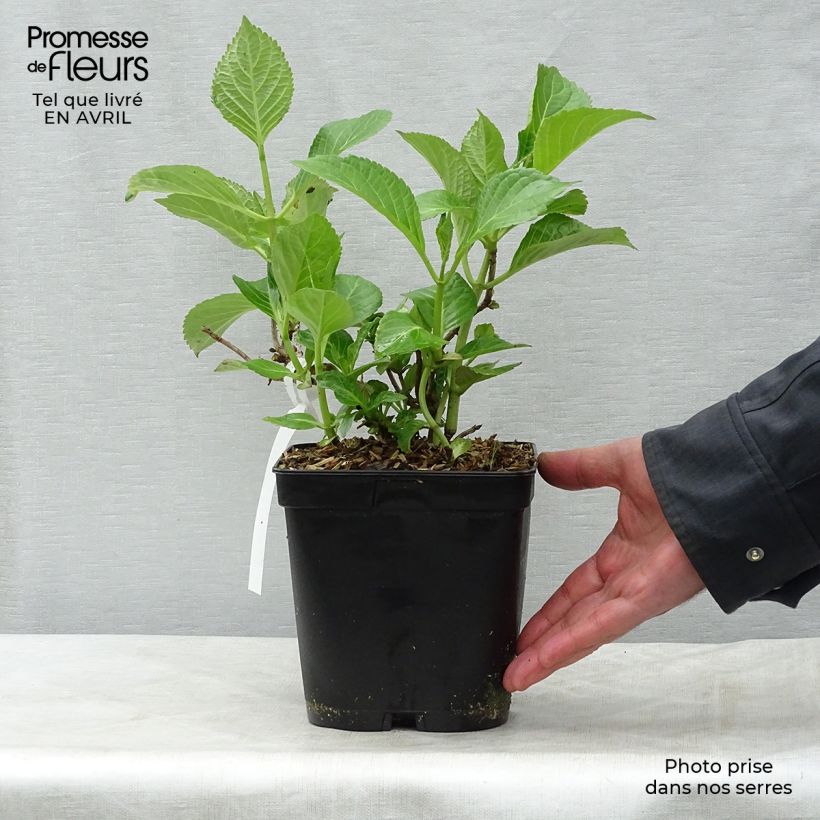 Example of Hortensia - Hydrangea macrophylla Etoile Violette Pot de 2L/3L as you get in printemps