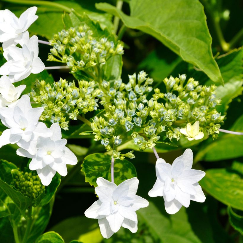 Hortensia - Hydrangea macrophylla Fireworks White (Floraison)