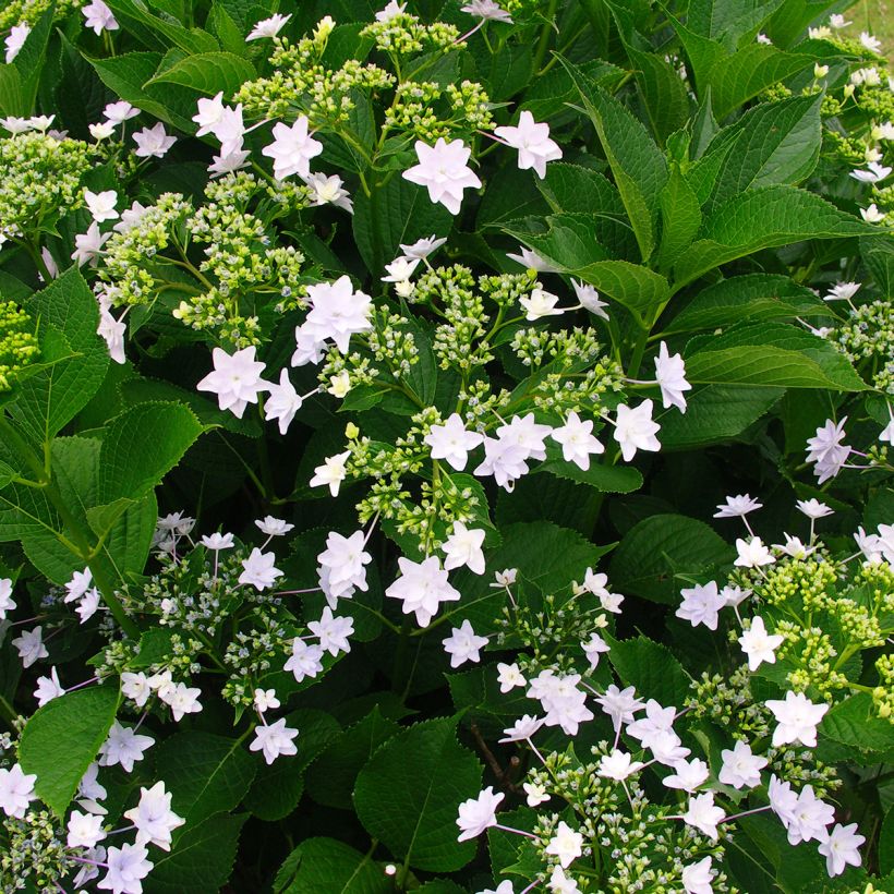 Hortensia - Hydrangea macrophylla Fireworks White (Port)
