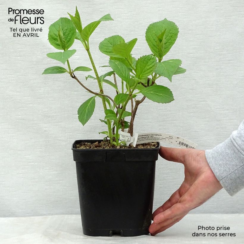 Example of Hortensia - Hydrangea macrophylla Generale Vicomtesse de Vibraye Pot de 2L/3L as you get in printemps