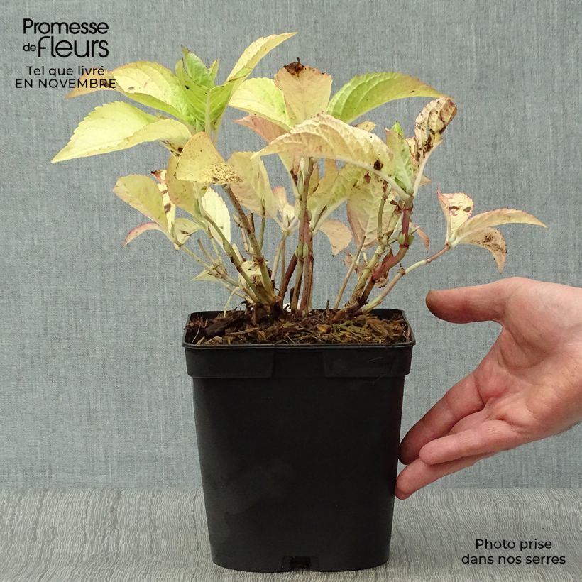 Spécimen de Hortensia - Hydrangea macrophylla Generale Vicomtesse de Vibraye Pot de 2L/3L tel que livré en automne