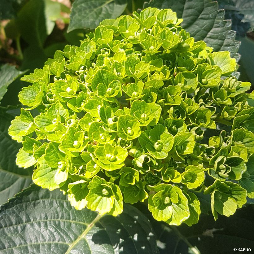 Hortensia - Hydrangea macrophylla Green Ever Belles (Flowering)