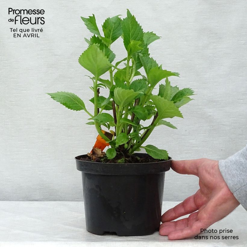 Example of Hortensia - Hydrangea macrophylla Hambourg Pot de 2L/3L as you get in printemps