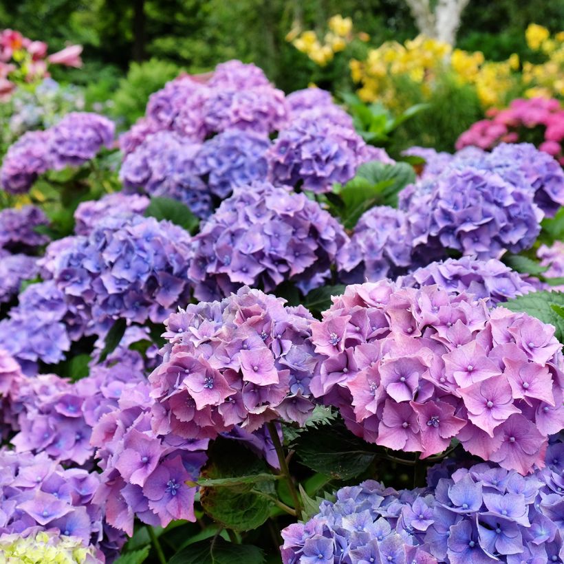 Hortensia - Hydrangea macrophylla Hambourg (Flowering)