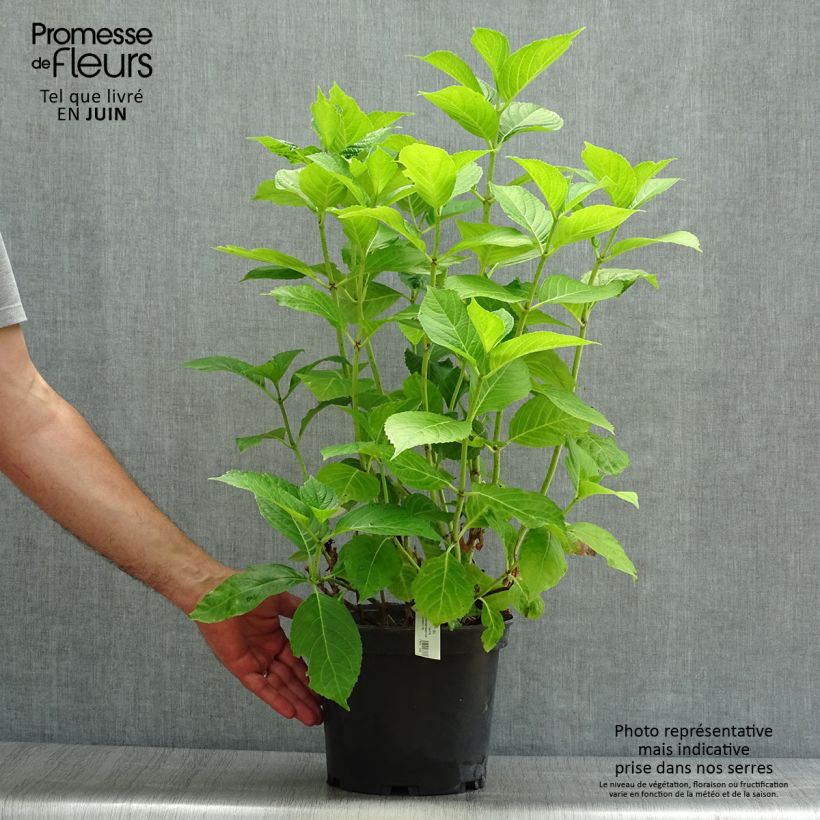 Spécimen de Hortensia - Hydrangea macrophylla Hovaria Hobergine Pot de 4L/5L tel que livré en été