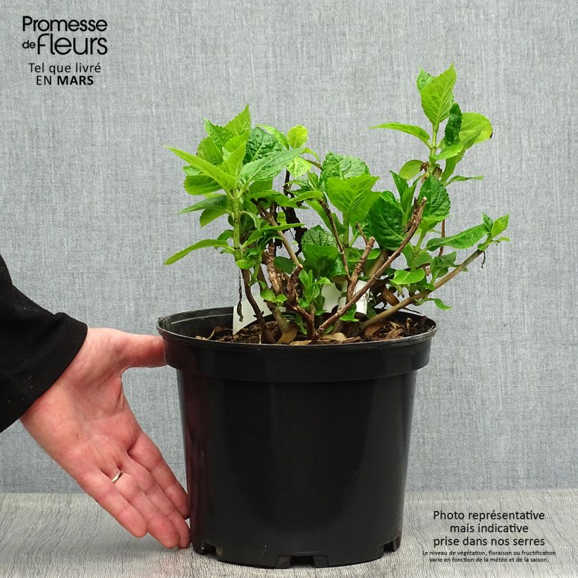 Example of Hortensia - Hydrangea macrophylla Hovaria Hobergine Pot de 4L/5L as you get in printemps