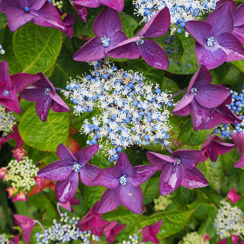 Hortensia - Hydrangea macrophylla Kardinal Violet (Flowering)
