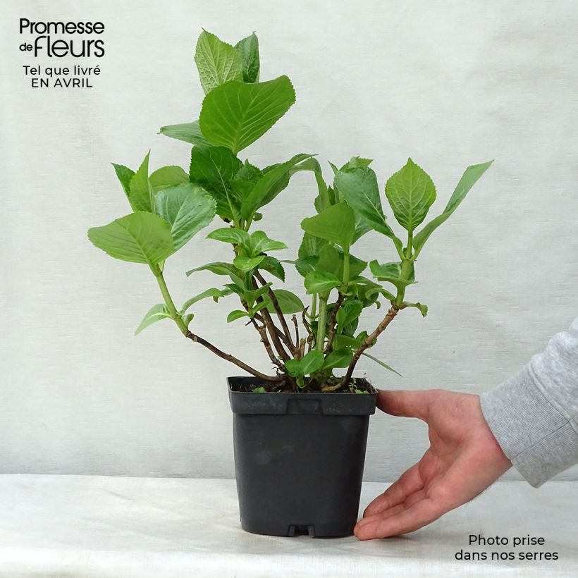 Example of Hortensia - Hydrangea macrophylla Kazan Pot de 2L/3L as you get in printemps
