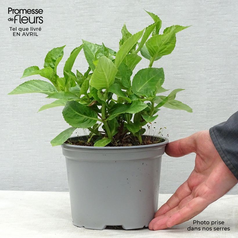 Example of Hortensia - Hydrangea macrophylla Koria Pot de 2L/3L as you get in printemps