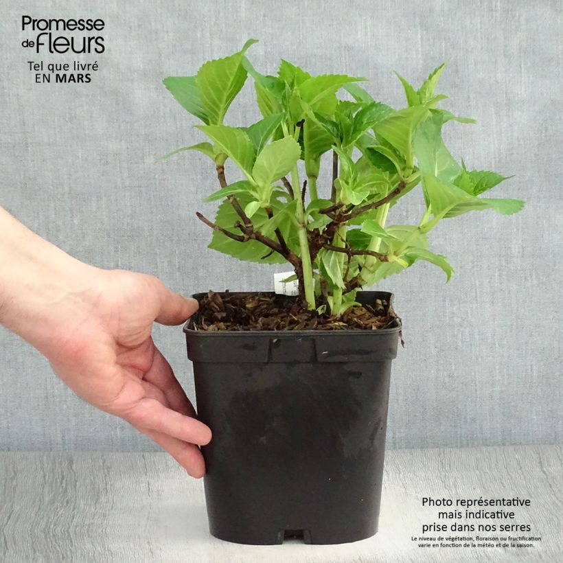 Example of Hortensia - Hydrangea macrophylla La Marne  Pot de 2L/3L as you get in printemps