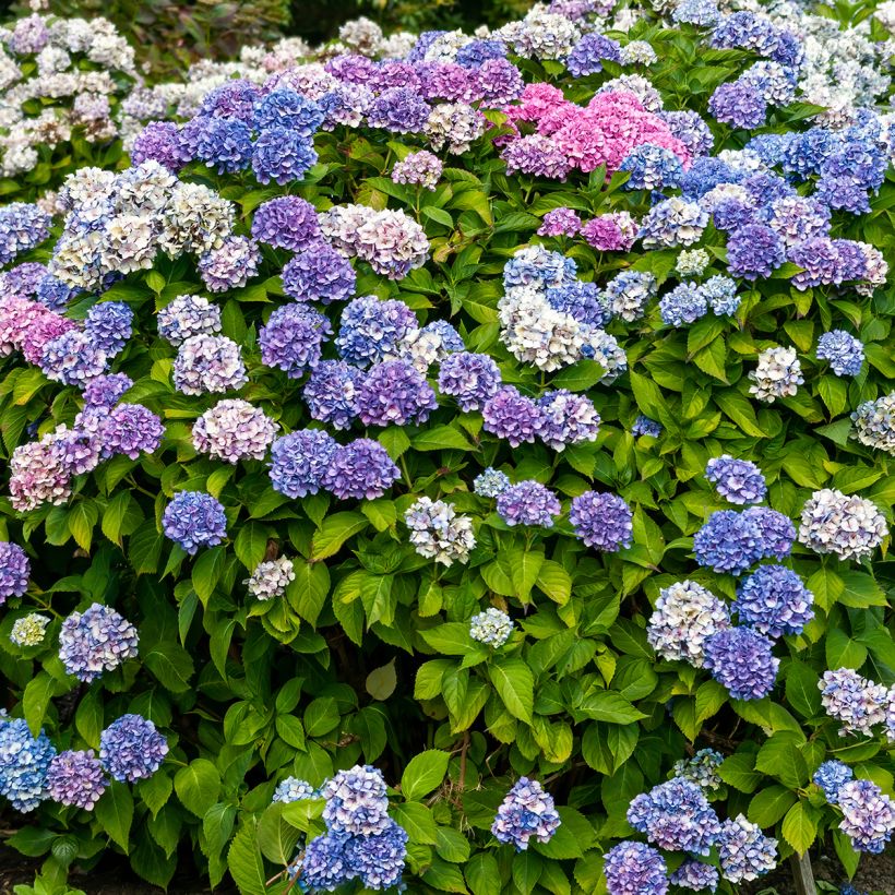 Hortensia - Hydrangea macrophylla La Marne  (Plant habit)