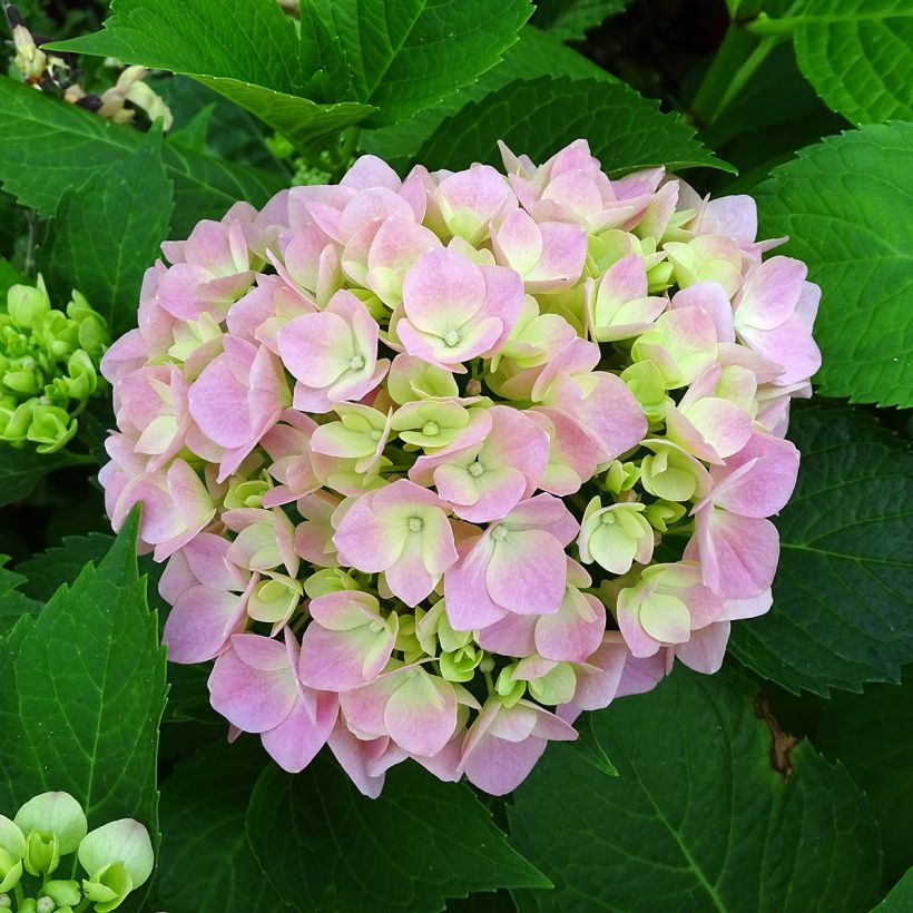 Hortensia - Hydrangea macrophylla Leuchtfeuer (Flowering)