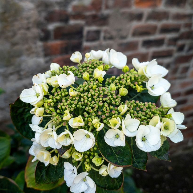 Hortensia - Hydrangea macrophylla Libelle (Teller white) (Floraison)