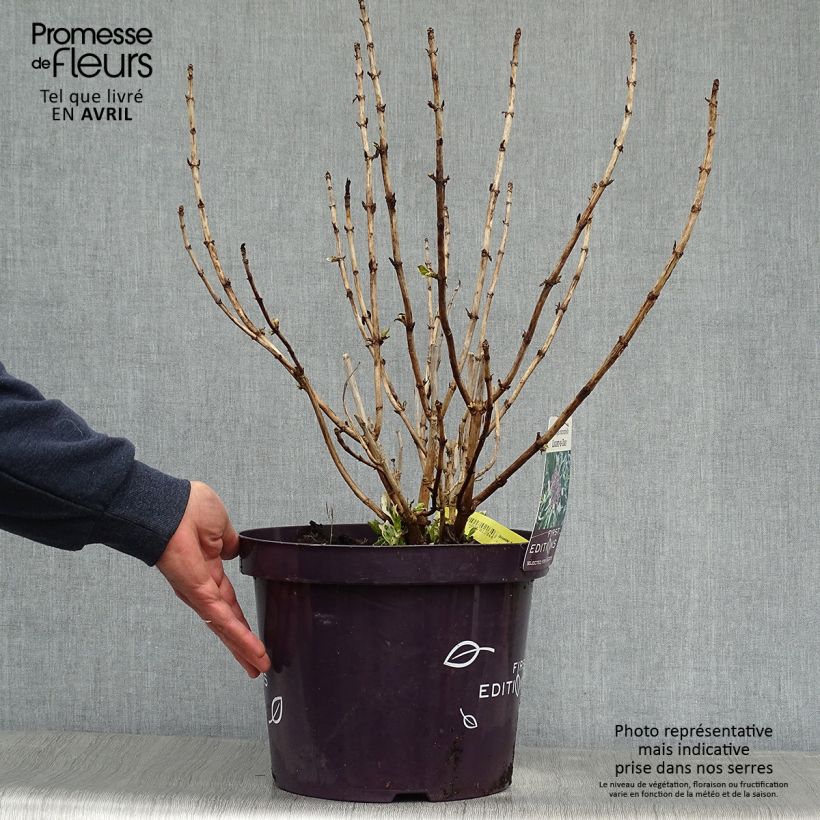 Example of Hortensia - Hydrangea macrophylla Light'o'Day Pot de 7,5L/10L as you get in printemps