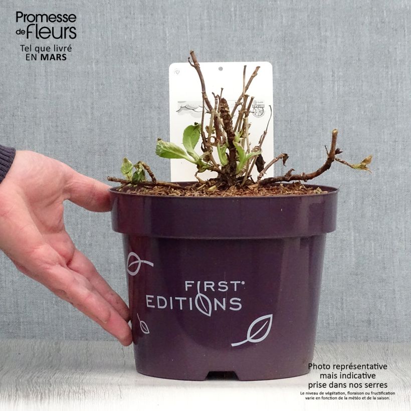 Example of Hortensia - Hydrangea macrophylla Light'o'Day Pot de 3L/4L as you get in printemps