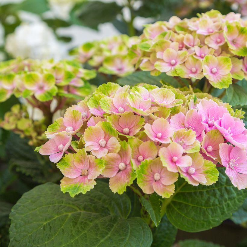 Hortensia - Hydrangea macrophylla Magical Amethyst (Flowering)